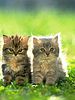 Cute_Cats.jpg