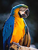 Parrot.jpg
